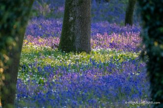 Somerset Bluebells - The Hall of Einar - photograph (c) David Bailey (not the)