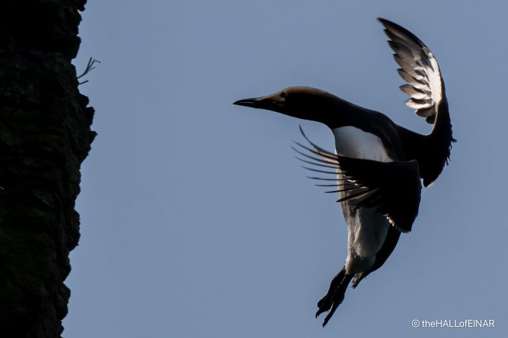 Common Guillemot - The Hall of Einar - photograph (c) David Bailey (not the)