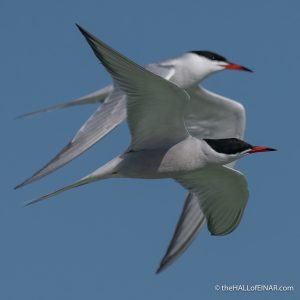 Arctic Terns - The Hall of Einar - photograph (c) David Bailey (not the)