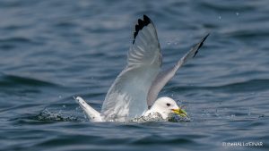 Kittiwake - The Hall of Einar - photograph (c) David Bailey (not the)