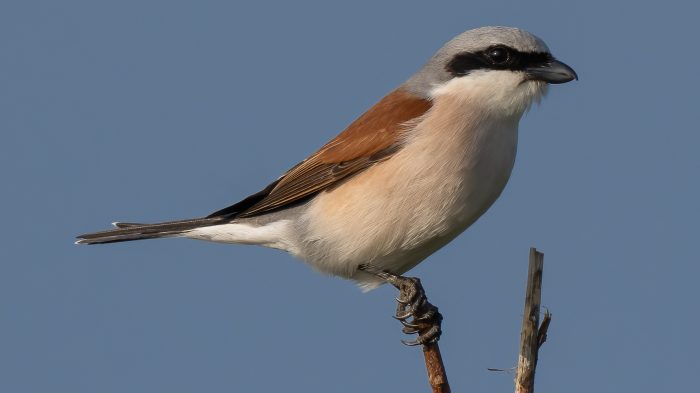 Red-Backed Shrike - The Hall of Einar - photograph (c) David Bailey (not the)