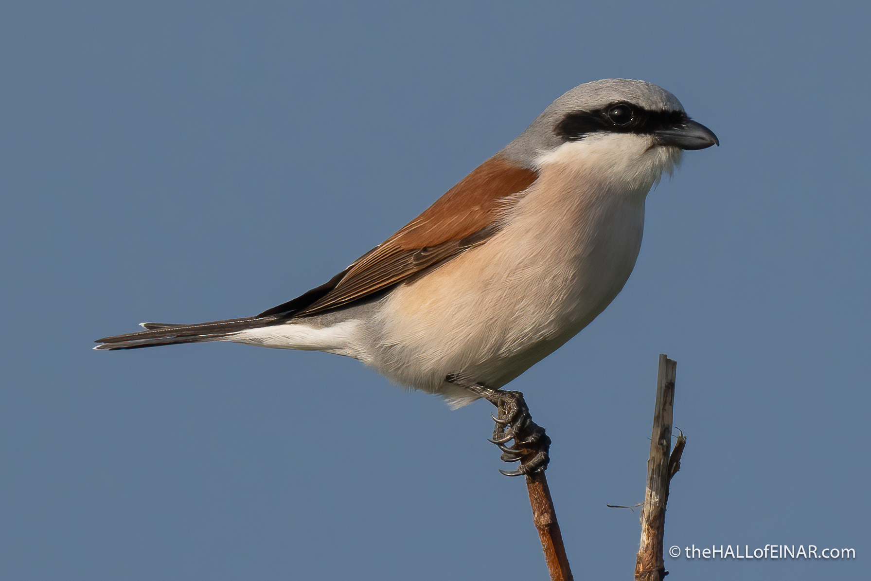 Red Backed Shrike David At The HALL Of EINAR red-backed-shrike-david-at-the-hall-of-einar