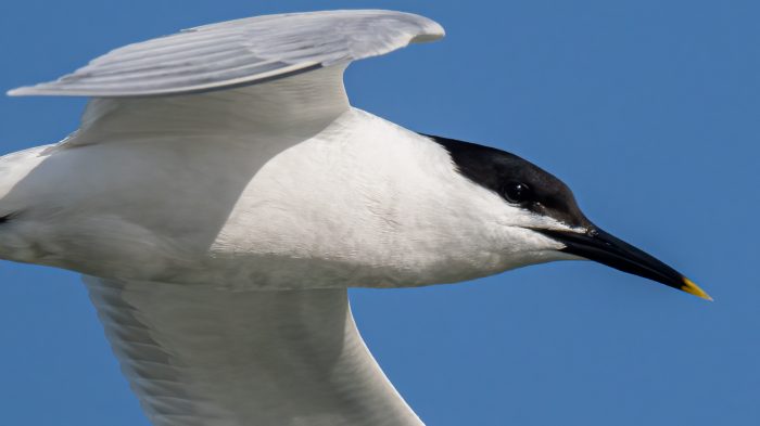 Sandwich Tern - The Hall of Einar - photograph (c) David Bailey (not the)