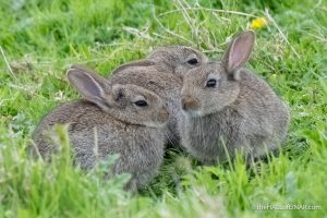 Rabbits - The Hall of Einar - photograph (c) David Bailey (not the)