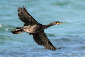 Shag - The Hall of Einar - photograph (c) David Bailey (not the)