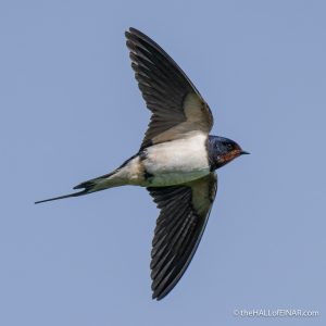 Swallow - The Hall of Einar - photograph (c) David Bailey (not the)