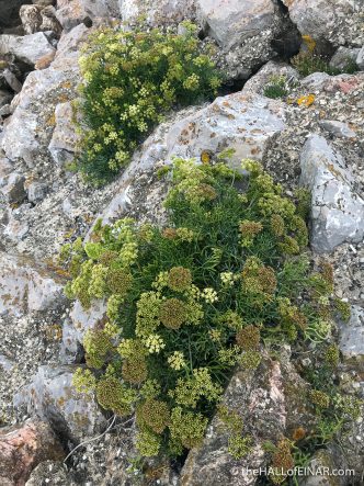 Rock Samphire - The Hall of Einar - photograph (c) David Bailey (not the)