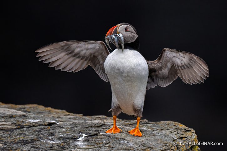 Atlantic Puffin - The Hall of Einar - photograph (c) David Bailey (not the)