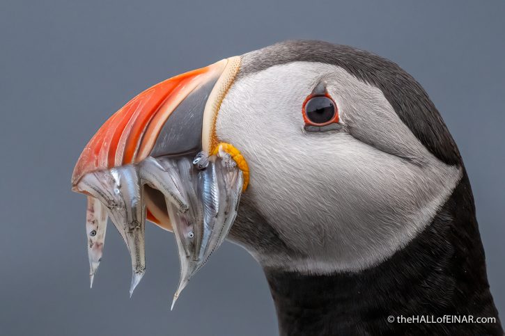 Atlantic Puffin - The Hall of Einar - photograph (c) David Bailey (not the)