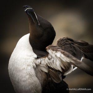 Razorbill - The Hall of Einar - photograph (c) David Bailey (not the)
