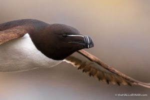 Razorbill - The Hall of Einar - photograph (c) David Bailey (not the)