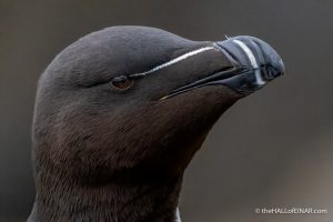 Razorbill - The Hall of Einar - photograph (c) David Bailey (not the)