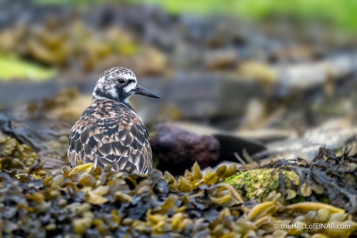 Ruddy Turnstone - The Hall of Einar - photograph (c) David Bailey (not the)