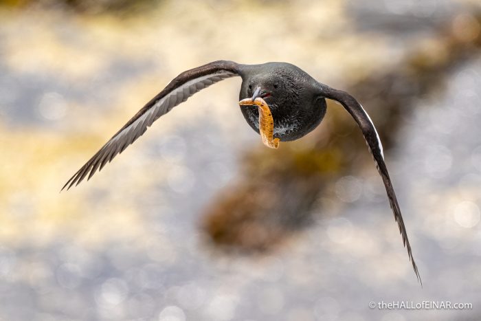 Black Guillemot - The Hall of Einar - photograph (c) David Bailey (not the)