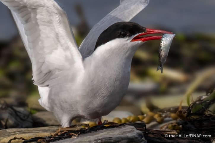 Arctic Tern - The Hall of Einar - photograph (c) David Bailey (not the)