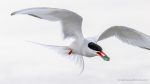 Arctic Tern - The Hall of Einar - photograph (c) David Bailey (not the)