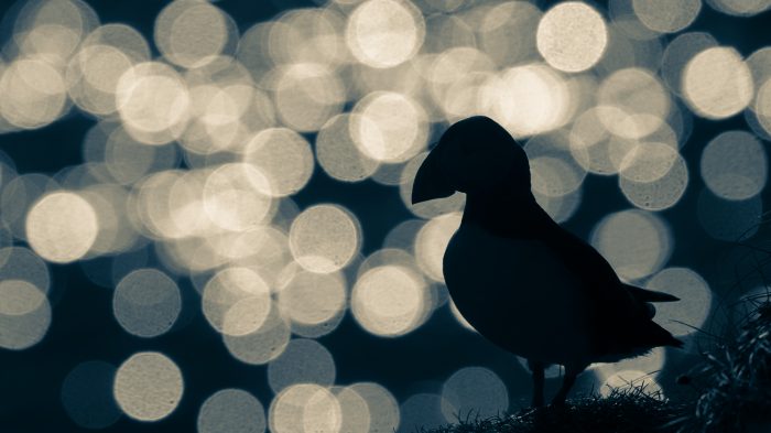 Atlantic Puffin - The Hall of Einar - photograph (c) David Bailey (not the)
