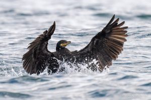 Common Cormorant - The Hall of Einar - photograph (c) David Bailey (not the)