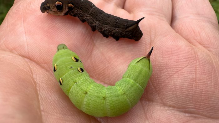 Elephant Hawk Moth - The Hall of Einar - photograph (c) David Bailey (not the)