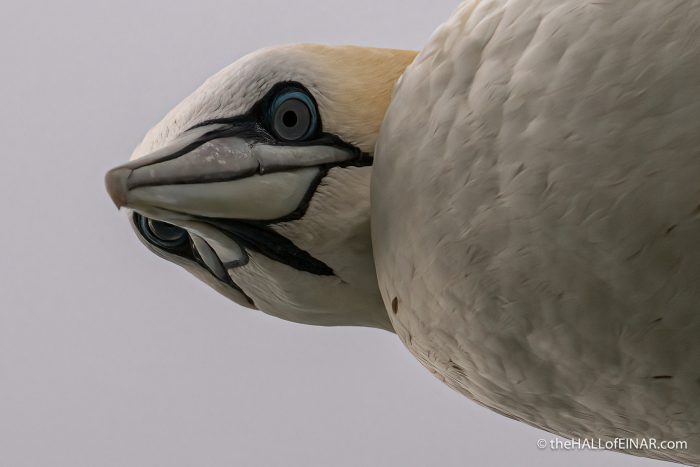 Northern Gannet - The Hall of Einar - photograph (c) David Bailey (not the)