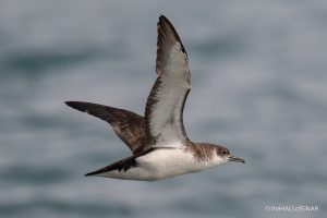 Manx Shearwater - The Hall of Einar - photograph (c) David Bailey (not the)