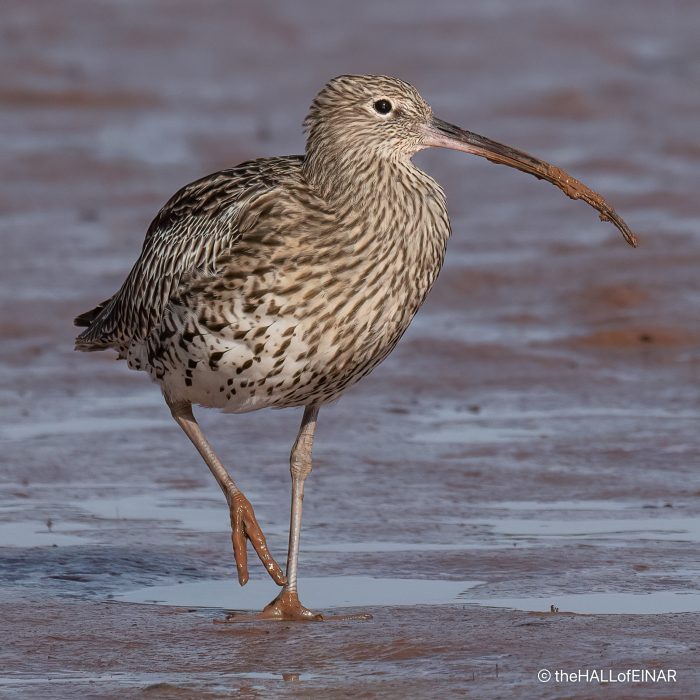 Curlew - The Hall of Einar - photograph (c) David Bailey (not the)