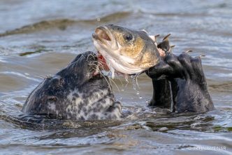 Harbour Seal eating a Bass - The Hall of Einar - photograph (c) David Bailey (not the)