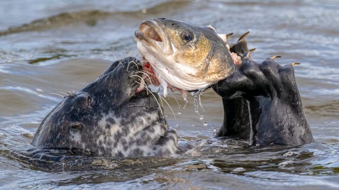 Harbour Seal eating a Bass - The Hall of Einar - photograph (c) David Bailey (not the)