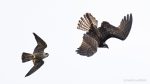 Juvenile Peregrine Falcon and Juvenile Osprey - The Hall of Einar - photograph (c) David Bailey (not the)