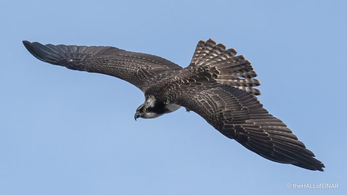 Juvenile Osprey - The Hall of Einar - photograph (c) David Bailey (not the)