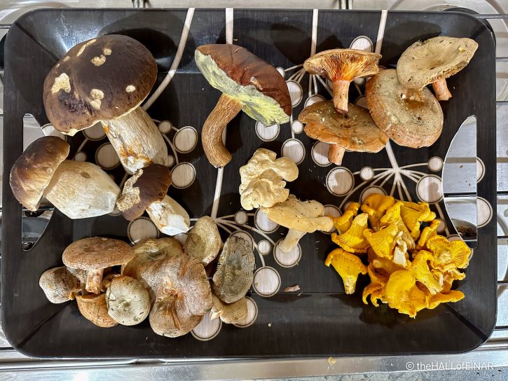 Fungi - The Hall of Einar - photograph (c) David Bailey (not the)