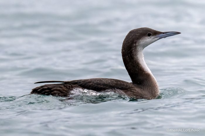 Black Throated Diver - The Hall of Einar - photograph (c) David Bailey (not the)