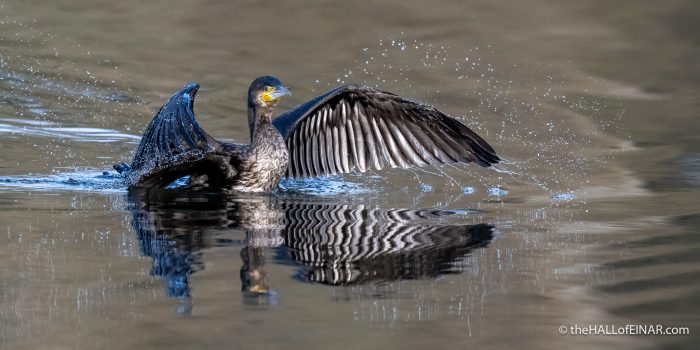 Cormorant - The Hall of Einar - (c) David Bailey (not the)