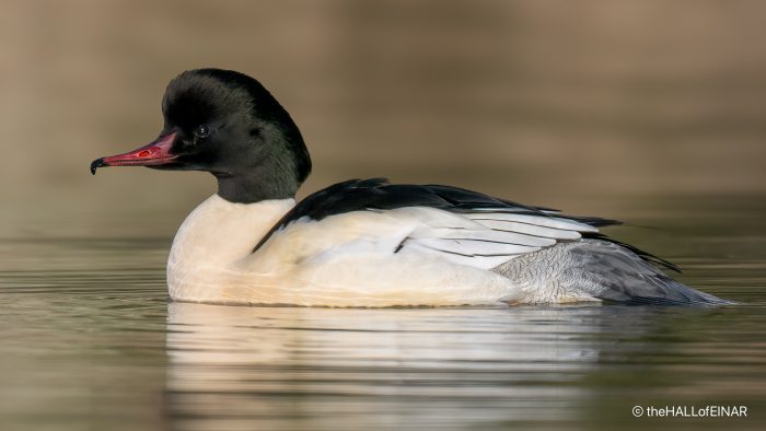 Goosander - The Hall of Einar - photograph (c) David Bailey (not the)