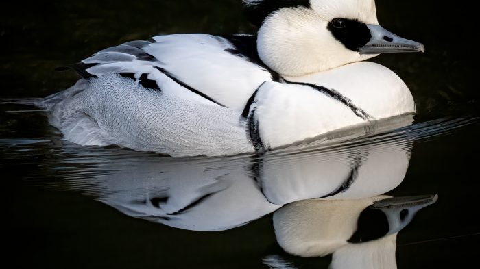 Drake Smew - The Hall of Einar - photograph (c) David Bailey (not the)