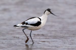 Avocet - The Hall of Einar - photograph (c) David Bailey (not the)