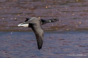 Dark-bellied Brent Goose - The Hall of Einar - photograph (c) David Bailey (not the)