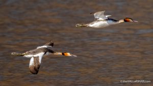 Great Crested Grebes - The Hall of Einar - photograph (c) David Bailey (not the)