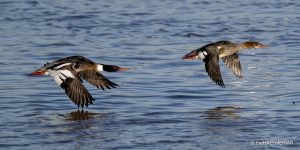 Red-Breasted Merganser - The Hall of Einar - photograph (c) David Bailey (not the)