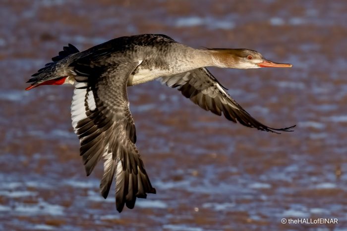 Red-Breasted Merganser - The Hall of Einar - photograph (c) David Bailey (not the)