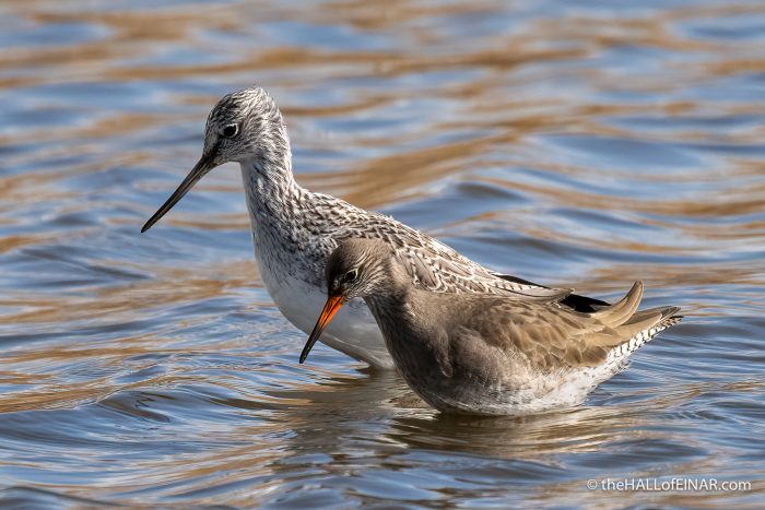 Greenshank and Redshank - The Hall of Einar - photograph (c) David Bailey (not the)