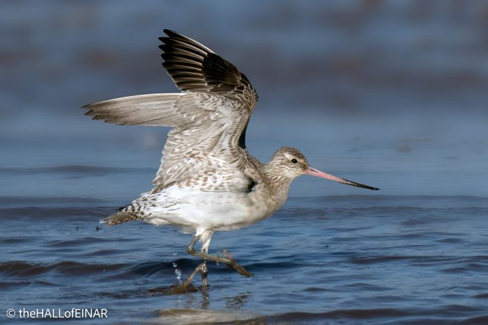 Bar-Tailed Godwit - The Hall of Einar - photograph (c) David Bailey (not the)