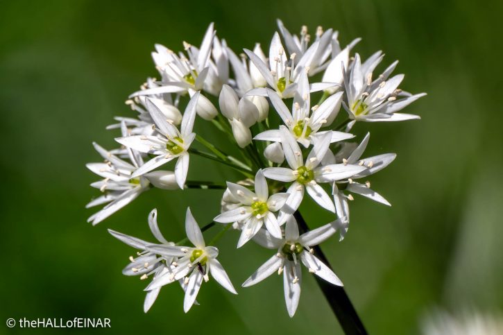 Bear's Garlic - The Hall of Einar - photograph (c) David Bailey (not the)