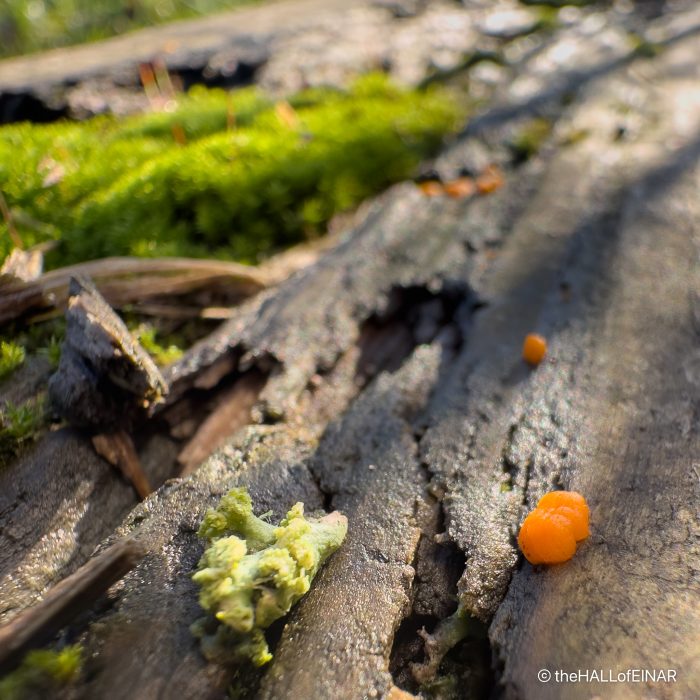 Dacrymyces deliquescens - Dunster - the Hall fo Einar - photograph (c ) David Bailey (not the)