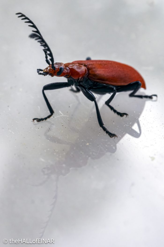 Beetle - The Hall of Einar - photograph (c) David Bailey (not the)