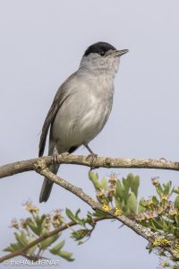 Blackcap - The Hall of Einar - photograph (c) David Bailey (not the)