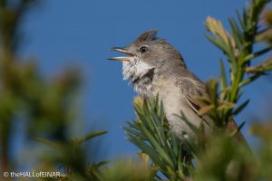 Common Whitethroat - The Hall of Einar - photograph (c) David Bailey (not the)