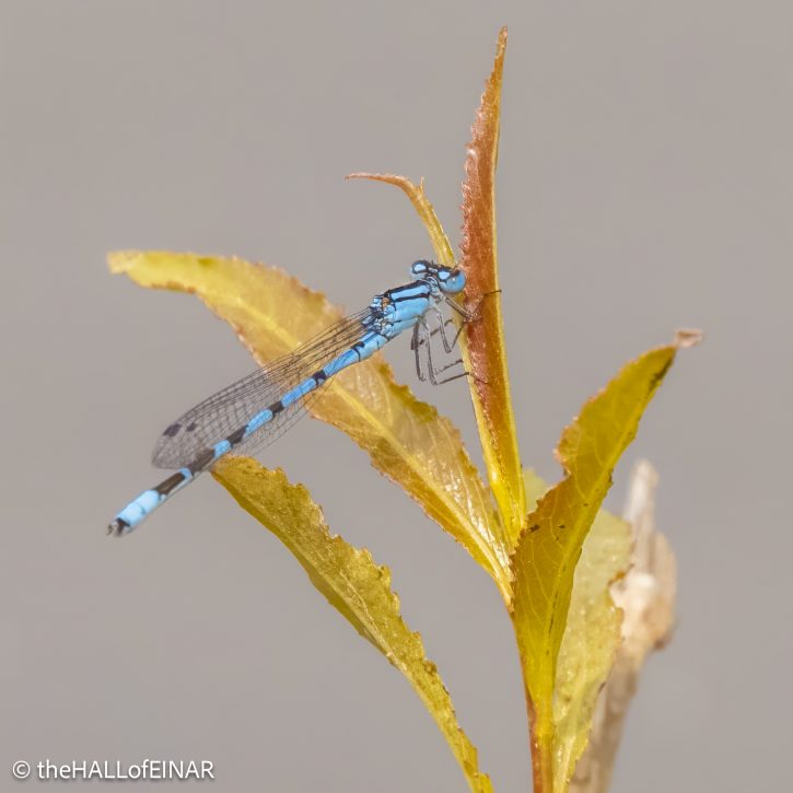 Damselfly - The Hall of Einar - photograph (c) David Bailey (not the)