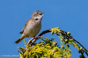 Common Whitethroat - The Hall of Einar - photograph (c) David Bailey (not the)
