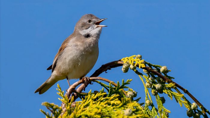 Common Whitethroat - The Hall of Einar - photograph (c) David Bailey (not the)